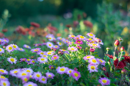 Close-up view of a colorful flower cluster, with soft rounded petals and warm lighting aの写真素材