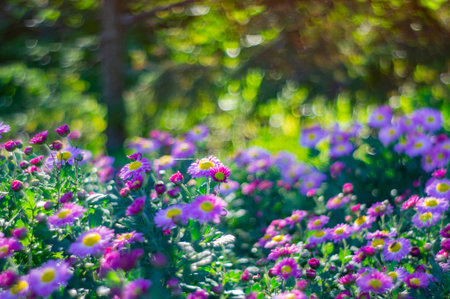 Close-up of colorful flowers, vibrant petals, intricate patterns, pink, purple, yellow, red, opened blooms, buds, outdoor greenery, natural light, daylight, nature photography, flora in bloom aの写真素材