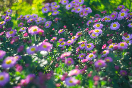 Image shows a close-up of colorful flowers, predominantly purple, pink, and yellow The photo has natural lighting, with sharp focus on the forefront flowers and a sense of depth No specific locationの写真素材