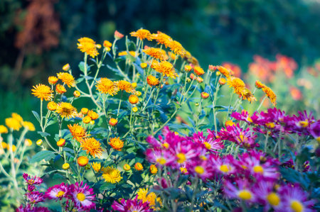 A vibrant garden scene with daisies and various other flowers, sunlight filtering through leaves, creating a bokeh effect Realistic photography style captures the beauty of nature from below, lookinの写真素材