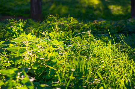 Close-up of a lush, green garden with diverse plants, sunlight filtering through, shallow depth of field, naturalistic styleの写真素材