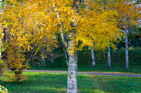 An urban park scene with a tree transitioning from green to yellow leaves, showcasing the start of autumn against a man-made backdrop The peaceful setting invites tranquility amidst the contrast betの写真素材