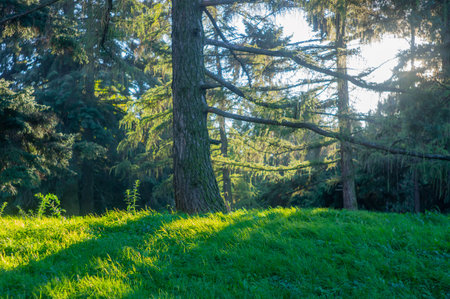 A serene woodland scene during dawn or dusk, with a mix of grasses and fallen leaves suggesting autumn Tall trees with lush green foliage, uneven ground, long shadows, rich colors green, brown, yelの写真素材