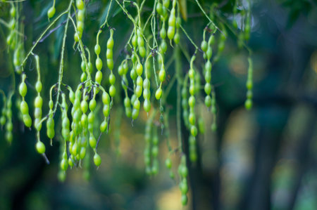Image of a fruit-bearing plant outdoors, with hanging oval-shaped fruits clustered on drooping stalks. Natural setting, daytime lighting, possibly taken in a garden or forested area.の写真素材
