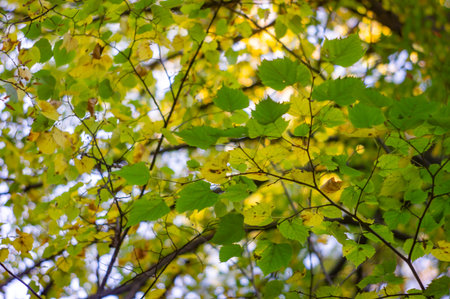 Close-up of dense, vibrant autumn leaves on tree branches. Image emphasizes fall colors yellow,...
