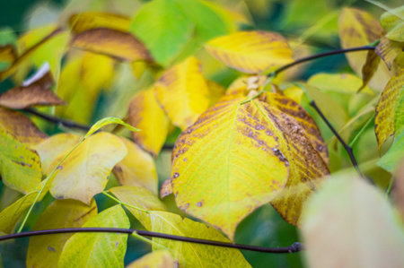 Close-up image of autumn leaves with yellow, green, and brown hues, showcasing decay or fall transition Visible leaf veins and a white reflection in top right corner Emphasis on textures and colorsの写真素材