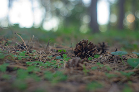 A close-up image of a large brown seed pod or structure on a forest floor, surrounded by small green plants and moss, possibly in a moist environment, under natural lighting conditionsの写真素材