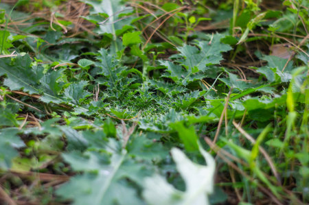 Close-up photo of a large green leaf, possibly with small leaves and flower buds or twigs, in a dense wild growth environment under natural daylightの写真素材