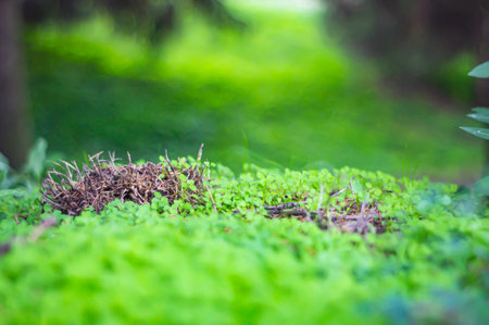 Close-up image of a nest amidst moss or foliage, possibly surrounded by ferns Soft lighting and various shades of green suggest a wooded area A hint of blue in the background indicatesの写真素材