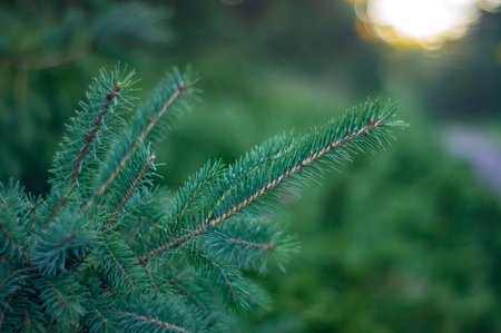 Close-up of a dewy, translucent green needle-covered branch in a forest setting, suggesting natural light and tranquilityの写真素材