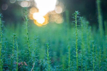 Close-up image of a lush, green and yellow meadow with tall grasses and wildflowers during spring or summer Sunlight filters through the vegetation, casting a warm glow Possibly taken during daytimの写真素材