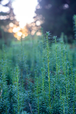 Close-up photograph of evergreen yarrow or similar plant, surrounded by diverse vegetation in a natural habitat The image is blurred at the edges, emphasizing depth and textureの写真素材