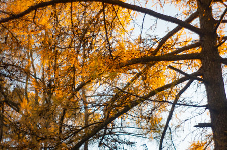 Image features a single aspen tree with vibrant yellow leaves against an overcast backdrop, showing the beauty of autumnの写真素材