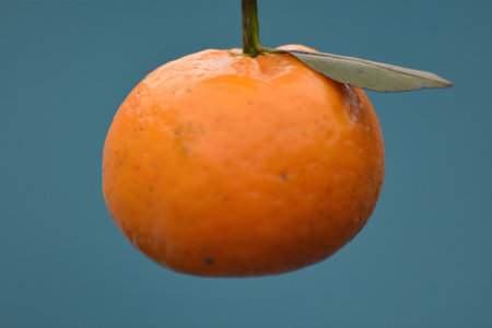 Isolated tangerine suspended with leaf, soft green-blue gradient background; bright, modern concept image with ample negative spaceの写真素材