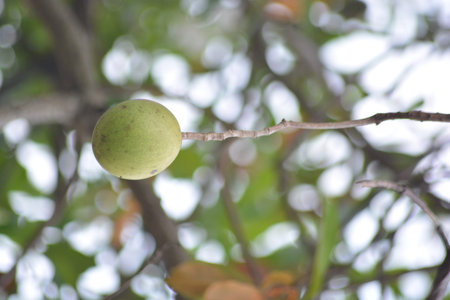 Close up of an unripe green tropical fruit hanging on a tree branch. Soft background and natural...