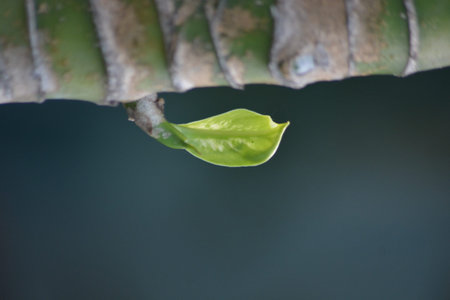 Minimalist nature close up showing a single tender leaf bud growing from a textured tree trunk with soft blur background ideal for growth renewal and eco conceptsの写真素材