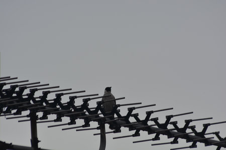 A bird sits on a rooftop tv antenna with a soft sky background useful for themes of communication...