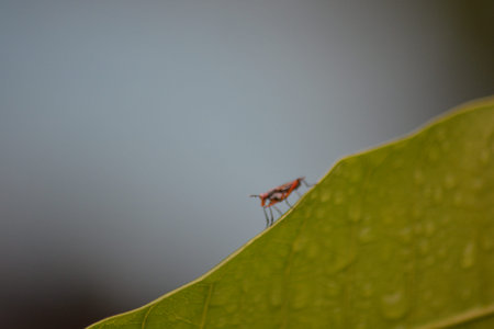 Close up macro of a red insect resting on the ridge of a green leaf covered with raindrops against a...