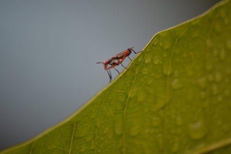 Macro close up of a small red orange insect standing on the edge of a wet green leaf with soft gradient background good for nature entomology and design templatesの写真素材