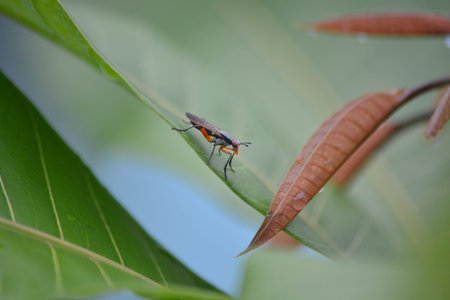 Macro profile of an insect perched on a leaf with detailed texture and soft bokeh ideal for science education and design with copy spaceの写真素材