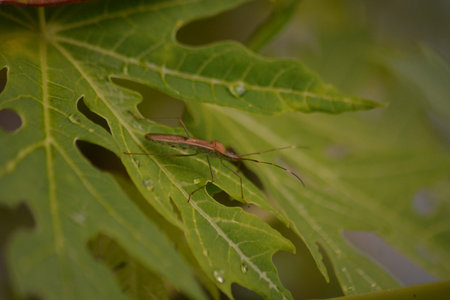 Macro close up of a slender brown insect resting on a serrated green leaf with fresh raindrops...