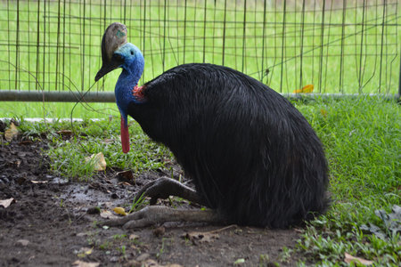 Resting southern cassowary front view on soil with vivid blue face orange neck and yellow wattle...