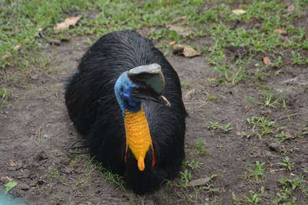 Southern cassowary kneeling on muddy soil with fence and grass visible useful for zoo conservation...