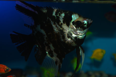 A close-up of a black and white angelfish with a blue and green background.