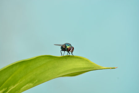 Macro close up of a green bottle fly resting on a fresh green leaf with a clean soft blue...