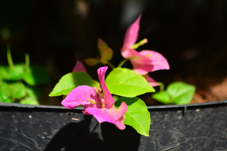 Close view of pink bougainvillea flowers and green leaves lit by strong sunlight in a garden pot.の写真素材