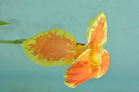 Landscape orientation macro of a bright orange yellow canna lily with smooth blue background perfect...