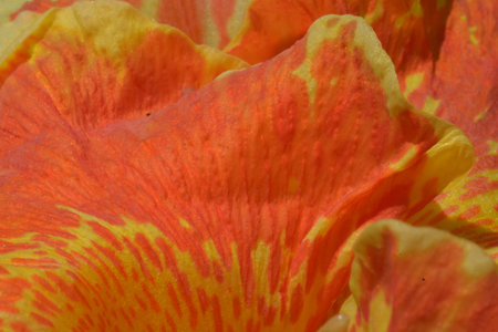 Extreme close up of canna lily style petal with warm yellow and orange markings showing rich texture and natural waves excellent for abstract backgroundsの写真素材