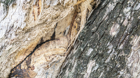 The bark of old tree for background., Wooden texture.