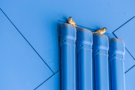 birds on a blue wall., bird sitting on a tube, copy space for text. freedom concept.の写真素材