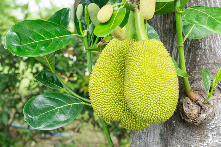 Jackfruit on the tree., Bunch of jack fruits on a tree.の写真素材