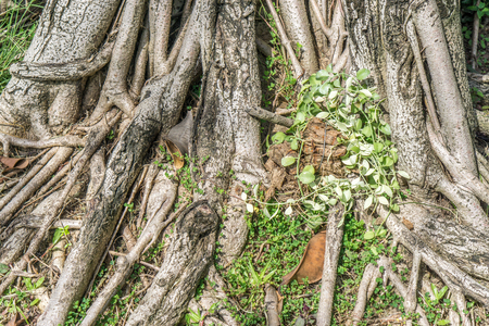 The root of the tree in the green grass.の写真素材