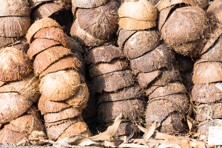 Textured background of brown coconuts , Pile of discarded coconut husks in Thailandの写真素材