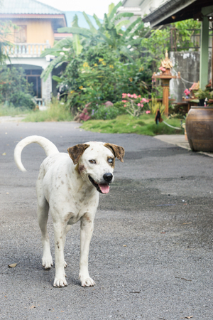 Thai dog on street, Dog with two different colored eyes. friendship concept. animal concept.の写真素材
