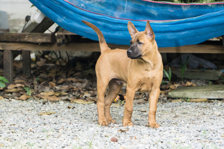 Thai Ridgeback Dog eat dog food., Female hand patting thai Ridgeback dog head., Love between dog and human. friendship and love concept. takecare concept. lonely concept. waiting concept.の写真素材