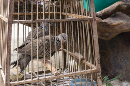 Zebra Dove in his cage., with copy space for text.の写真素材