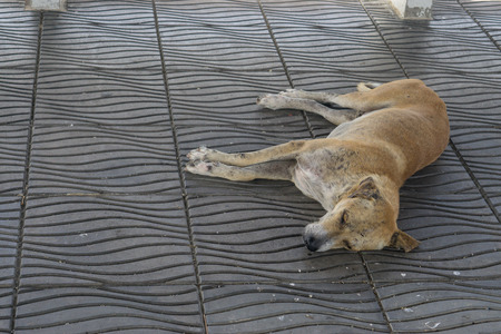 Sick dog need helping live on the street., Homeless stray Thai Dog leper on the countryside way.の写真素材