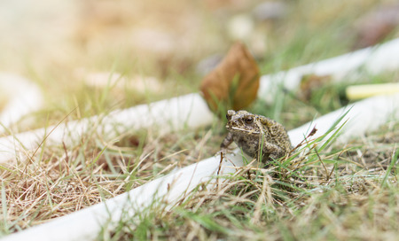 Small frog on rubber band in the park., Little frog on the green grass.の写真素材