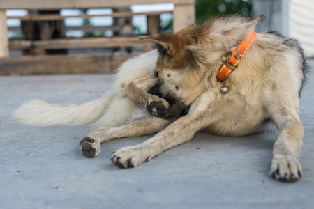 Homeless stray thai dog sit on the countryside way near the beach.の写真素材