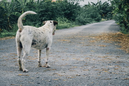 Rear view of a thai way white dog puppy alone on the parks., white dog looking out to female dog., lonely conceptの写真素材