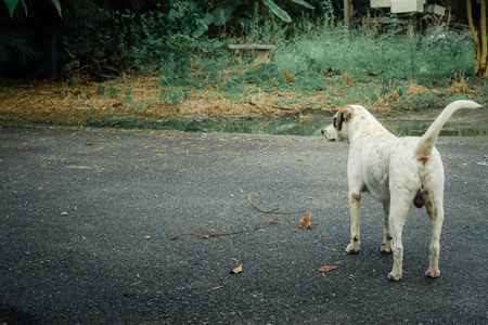 Rear view of a thai way white dog puppy alone on the parks., white dog looking out to female dog., lonely conceptの写真素材
