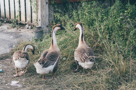 goose walking in the park.の写真素材