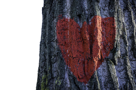Red heart on tree bark isolated on whiteの写真素材