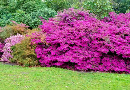 Kew botanical garden in spring, London, United Kingdomの写真素材