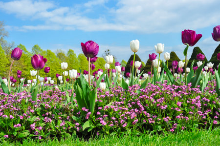 Hampton Court gardens in spring, London, UKのeditorial素材