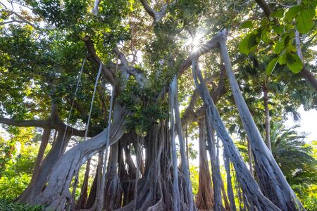 Ficus tree in Botanical garden in Puerto de la Cruz, Tenerife, Canary islands, Spainの写真素材